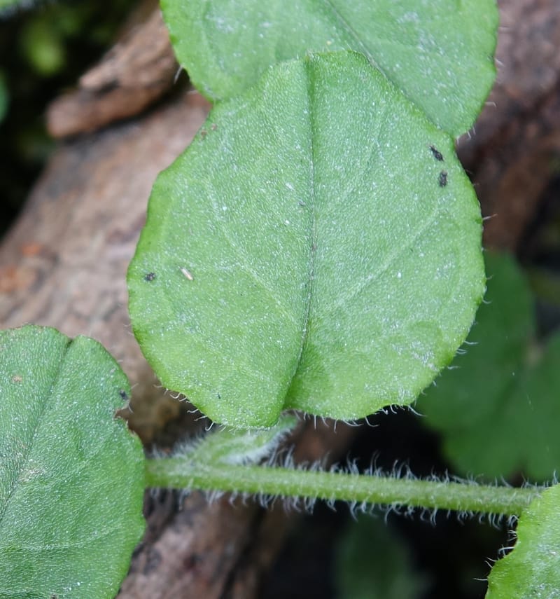 Trigonotis formosana, Tseng Yu-Hsin 1317--Taiwan. SW of Nanshan on highway 7. 20 May 2016. DSC03339 (87).JPG