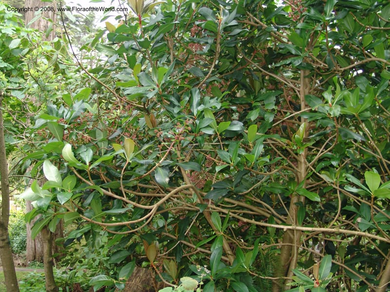 Parathesis--CA. San Francisco Botanical Garden (Strybing Arb.). 30 Mch 06. 193.jpg