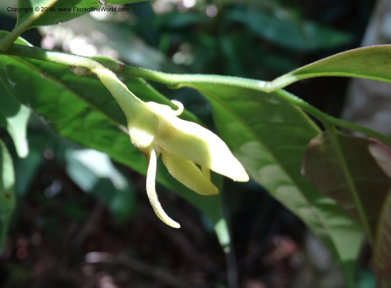 Artabotrys, Davidson, C 12924--Sabah. Kinabalu Nat. Park. Bundu Tuhan View Trail. 28 Mar 2015. DSC00951 (224).JPG
