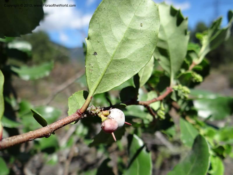 Azara, WDS 34089--Chile. Pte. Polcura.  Odom 11.6. 17 Feb 2013. DSC01159 (138).JPG