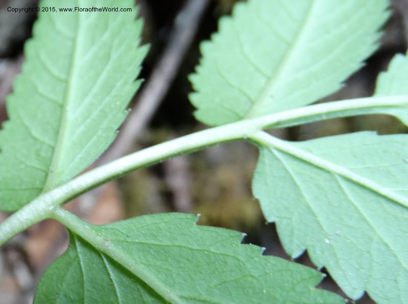 Cardamine macrophylla, Boufford, D 43604--China. Sichuan. ShaShiDuo. 8 May 2014. DSC04232 (107).JPG