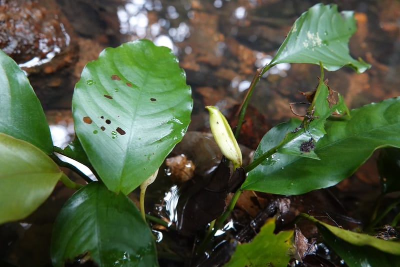 Anubias, C. Davidson 13942--Gabon. Maurel & Prom Oil Rd. 2 Nov. 2018. DSC01376 (42).JPG