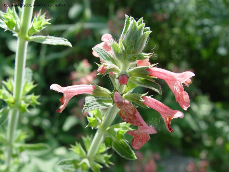Stachys albotomentosa--PA. Longwood Gardens. 24 Jun 03. 008.jpg