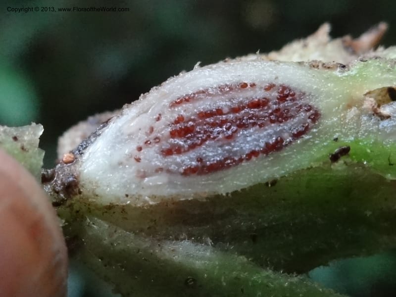 Pentaphragma, SAN.153210--Malaysia, Sabah. Mt. Kinabalu. 5 Apr 2012. DSC06767 (194).JPG