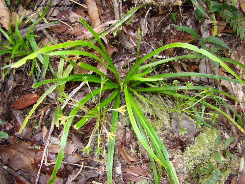 Campynemanthe, Munzinger, J 4843--New Caledonia, Dogny, 19 Nov 2007,  063 (1).jpg