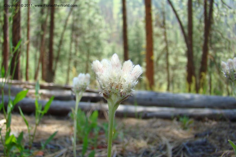 Antennaria rosea, C. Davidson 11398--Idaho. Idaho Co. Salmon River. Shepp Ranch. 28 May 2009. 053.jpg