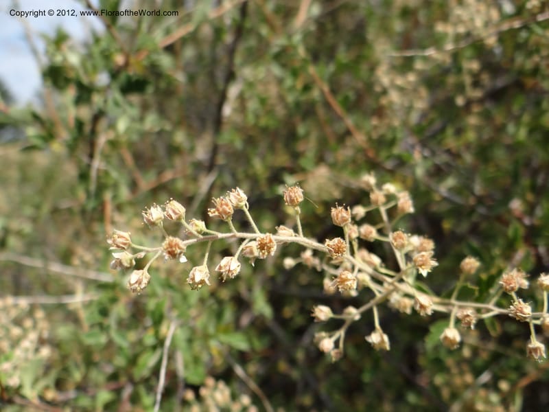 Holodiscus dumosus, Davidson, C 12105--ID. Owyhee Co. Silver City. 21 Aug 2012. DSC04305 (158).JPG