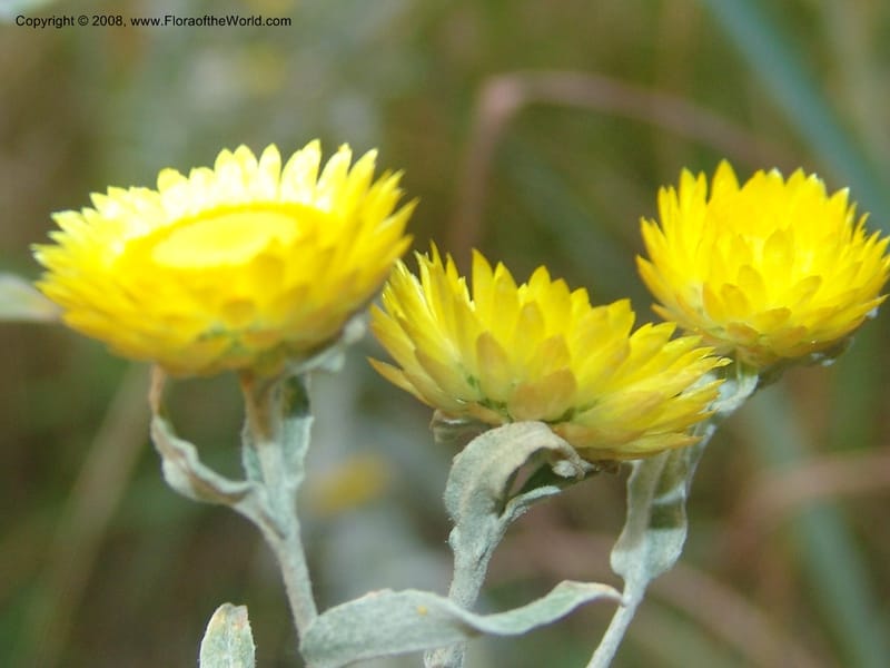 Helichrysum albolanatum--So.Africa. Mpumal. Buffelskloof Private Nat. Res. 17 Mch 05. 345.jpg