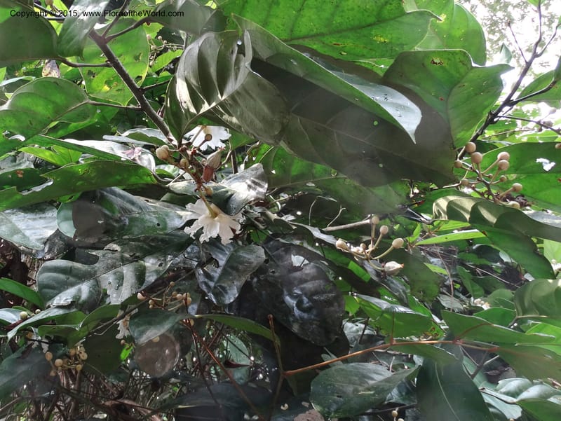 Oncoba, Davidson, C 12336B--Cameroon. Mokoko For. Res. 20 Mar 2014. DSC02622 (32).JPG