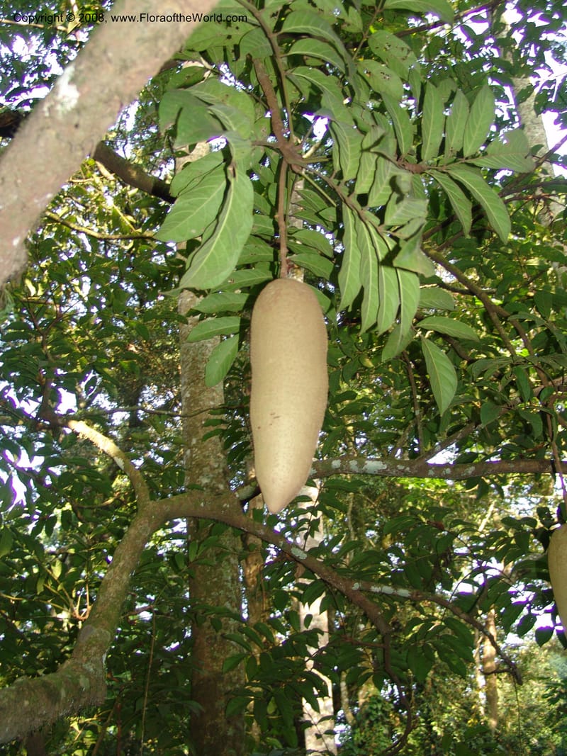 Kigelia africana--Kenya. Kakamega Forest. Rondo Retreat Ctr. 8 Jul 04. 021.jpg