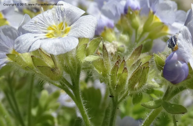 Polemonium pulcherrimum, Davidson, C 12552--Idaho. Valley Co. FS Rd. 431. 1 Jul 2014. DSC09329 (5).JPG