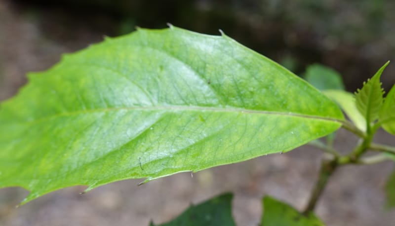 Cuttsia viburnea, Davidson, C 13348--Australia. Qld. Austinville Rd. Stop 4. 17 Oct 2016. DSC02986 (32).JPG
