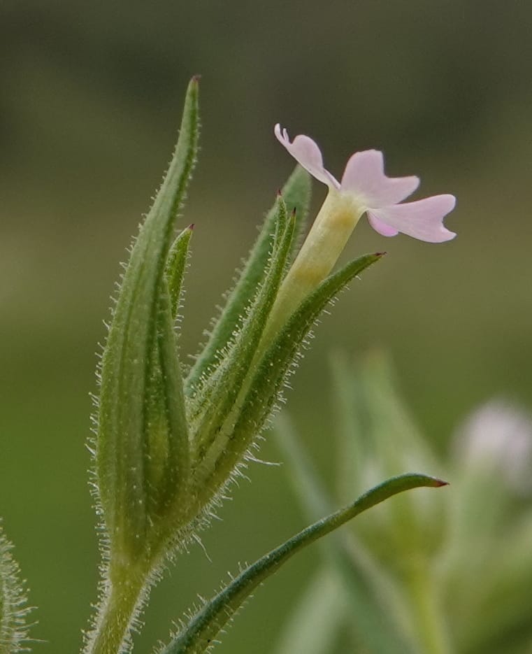 Microsteris gracilis, C. Davidson 13756--Oregon. Wallowa Co. Zumwalt.Trail Cr. Rd. 4 Jun 2018. DSC04078 (245).JPG