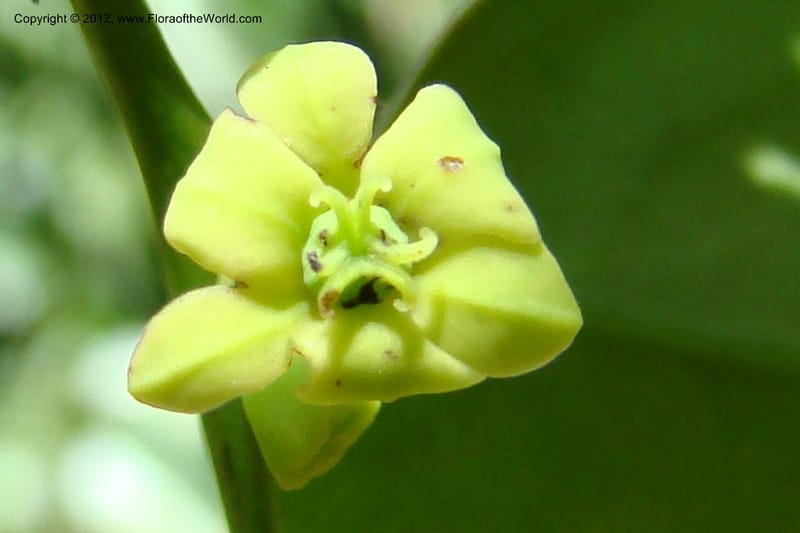 Sauropus, Regalado 1753--Viet Nam. Thua Thien Hue Prov. Phu Loc Distr. Bach Ma. 13 Apr 09. 416 (10).jpg