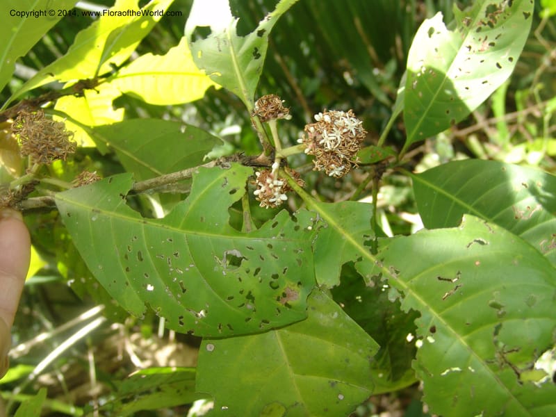 Ixora peruviana, Farfan 735--Peru. Edo. Madre de Dios. Reserva Amazonica. Trail B. 20 Oct 05. 012 (7).jpg