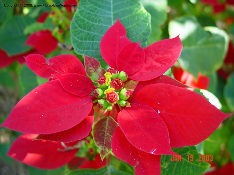 Euphorbia pulcherrima--FL.  Fairchild Tropical Garden. 15 Jan 03.  005.jpg