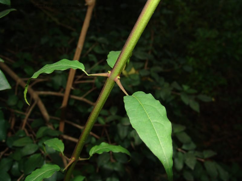 Quisqualis littorea--So.Africa. Lowveld Nat. Bot. Gard. 2. 14 Mch 05. 088.jpg
