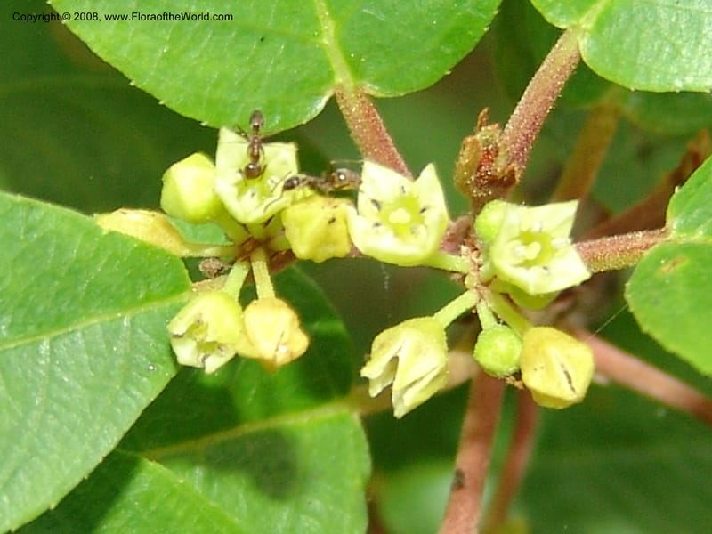 Rhamnus rubra ssp obtusissima, 83.1245--CA. UC Berkeley Bot. Garden. 31 May 07. 628.jpg