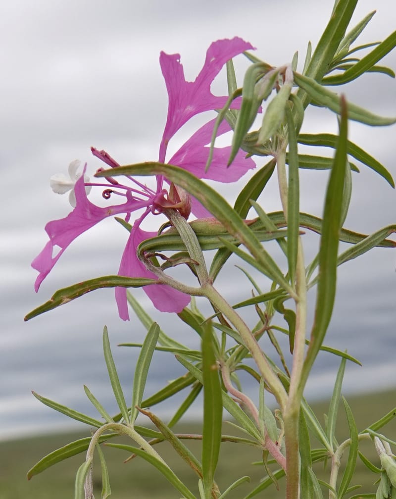 Clarkia pulchella, C. Davidson 13768--Oregon. Wallowa Co. Upper Camp Creek Canyon. 4 Jun 2018. DSC04733 (68).JPG