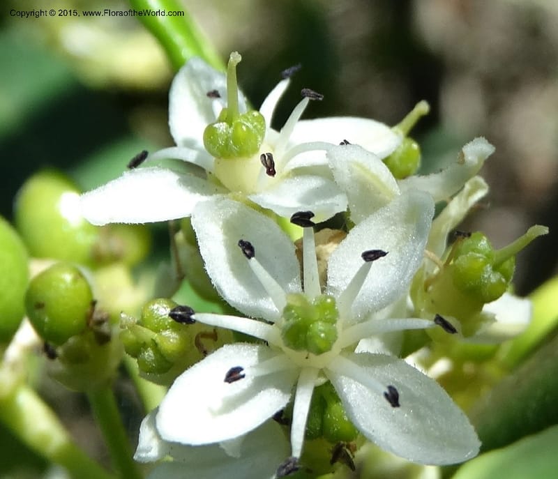 Pitavia punctata, Davidson, C 12801--Chile. L-30-M to Constitution. Jct to Empedrado. 25 Nov 2014. DSC07670 (36).JPG