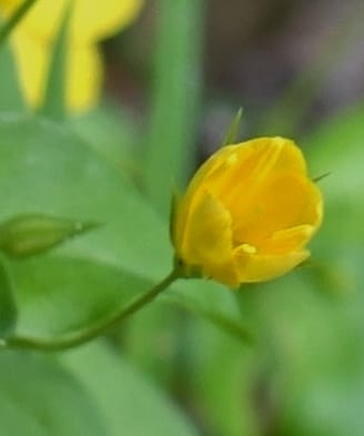 Lysimachia nemorum, Davidson, C 13258--Switzerland. Oberwald. Chapel St. Nikolas. 2 Jul 2016. DSC07728 (536).JPG