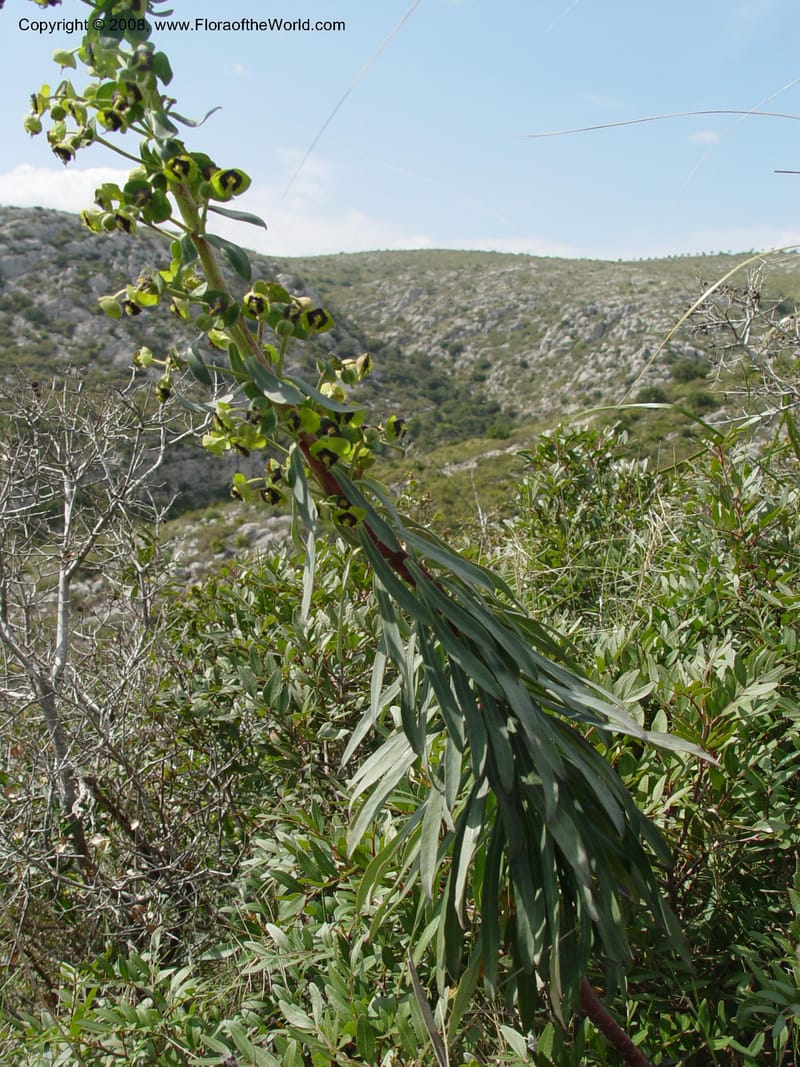 Euphorbia characias--Spain. Prov. Barcelona. Parc del Garraf. 20 Apr 04. 060.jpg
