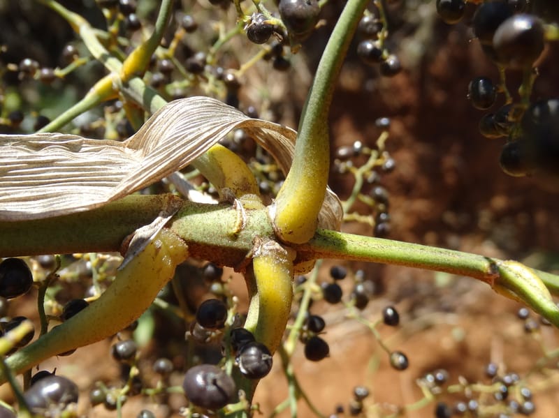 Joinvillea, Callmander, M 1274--New Caledonia. PinPin. 20 Nov 2015. DSC03938 (364).JPG