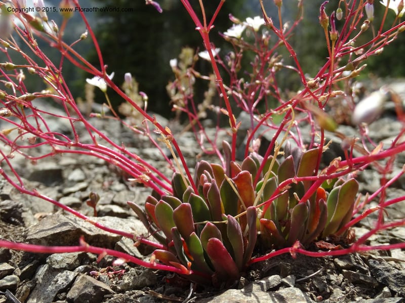 Lewisia columbiana var. wallowensis, Davidson, C 12591--ID. Idaho Co. Seven Devils Camp Ground. 15 Jul 2014. DSC00113 (130).JPG