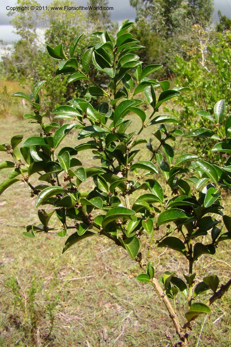 Buxus madagascarica, Razafindraibe 200--Madagascar. Prov. Fianarantsoa. RN 12. 14 Jan 09. 104 (9).jpg