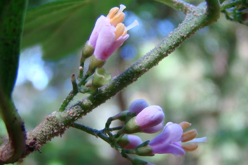 Callicarpa, Regalado 1734--Viet Nam. Thua Thien Hue Prov. Phu Loc Distr. Bach Ma. 13Apr 09. 131 (3).jpg