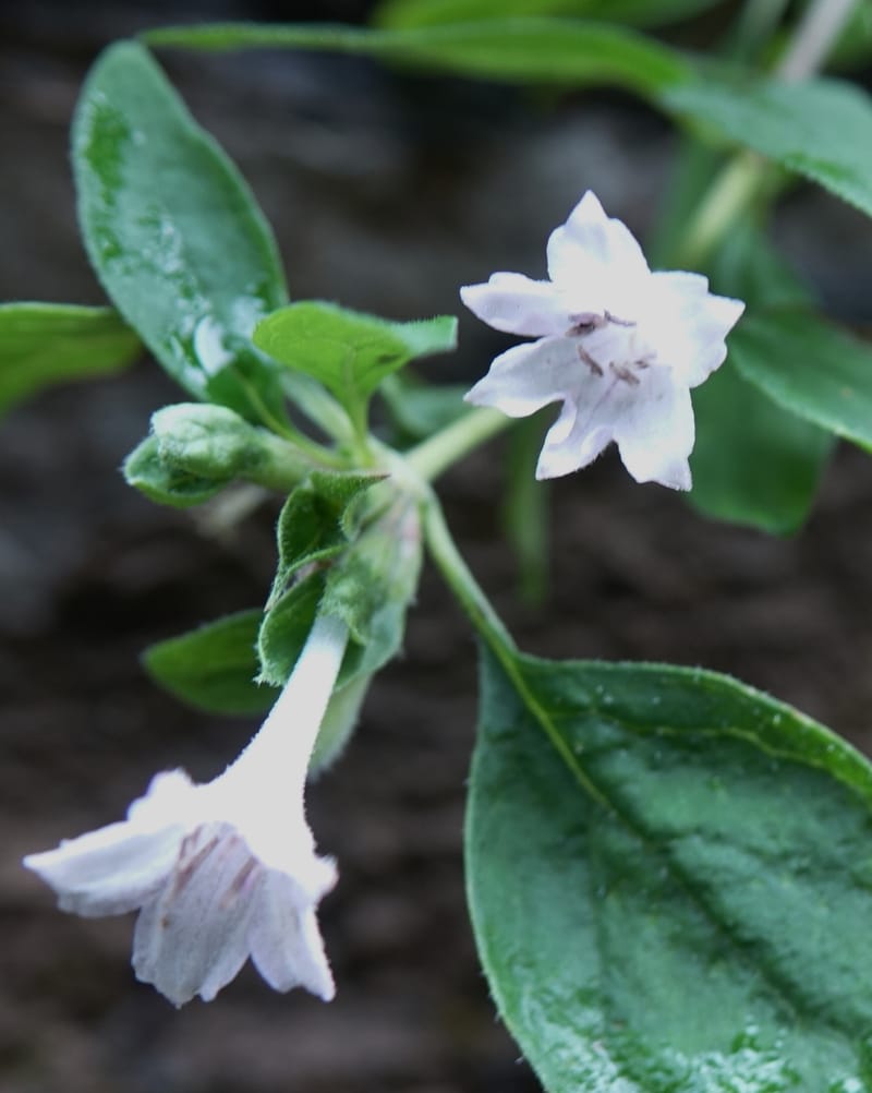 Leptodermis pilosa var. pilosa, C. Davidson 13764--China. Sichuan. Yibailingba-gou. 12 Aug 2017. DSC04660 (277).JPG