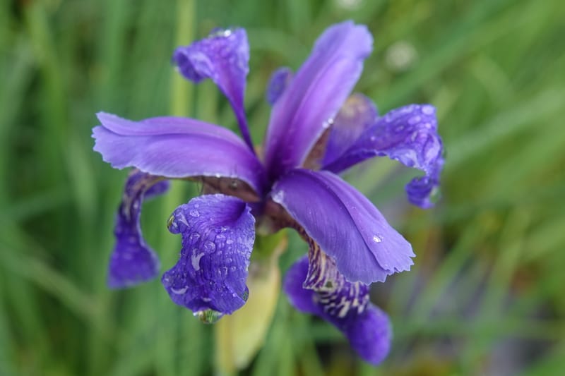 Iris bulleyana, D. Boufford 43982--China. Yunnan. Tianbao Shan. 10 Aug 2017.  (239).JPG