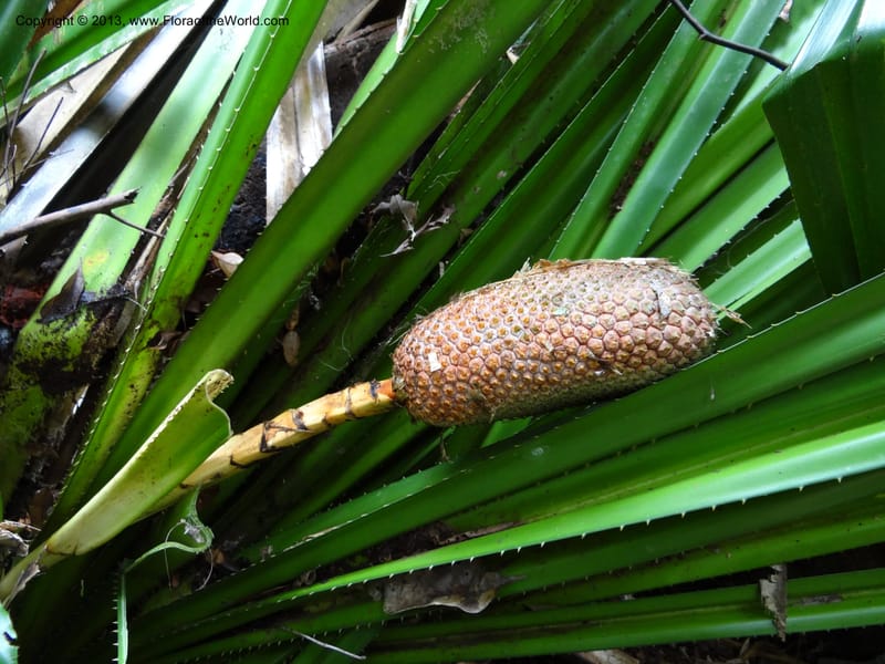 Pandanus kamiae, Callmander 1016--Malaysia, Sarawak. Bako Nat. Park. Lintang Trail. 30 Mar 2012.  NDSC06186 (152).JPG