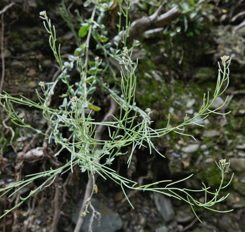 Arabis pycnocarpa var. pycnocarpa, D. Boufford 44001--China. Sichuan. Yibailingba-gou. 12 Aug 2017. DSC04660 (143).JPG