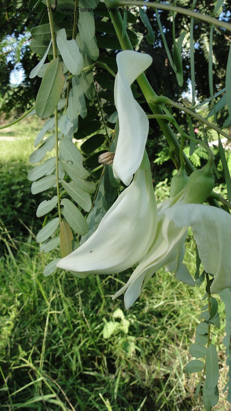 Sesbania grandiflora, Gereau--Tanzania. Univ. of Dar es Salaam. 9  May 2010 367 (30).jpg