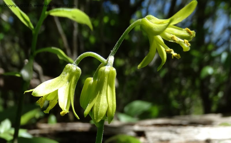 Clintonia borealis, Davidson, C 13070--North Carolina. Trans. Co. Devils Courthhouse. 21 May 2015. DSC07059 (13).JPG