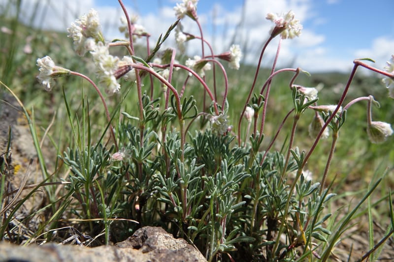 Eriogonum thymoides, C. Davidson 13549--ID. Blaine Co. Rock Creek Preserve. TNC. 13 May 2017. DSC00171 (168).JPG