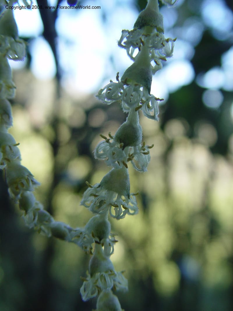Garrya elliptica--CA. Alameda Co. Huckleberry Bot. Reg. Pres. 11 Feb 04. 027.jpg