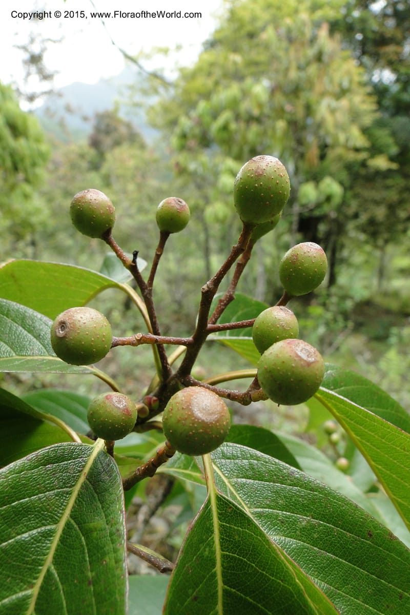 Cornus, Regalado 1800--Viet Nam. Trail to Siu Chai Commune. 5 May 2011. 167 (7).jpg