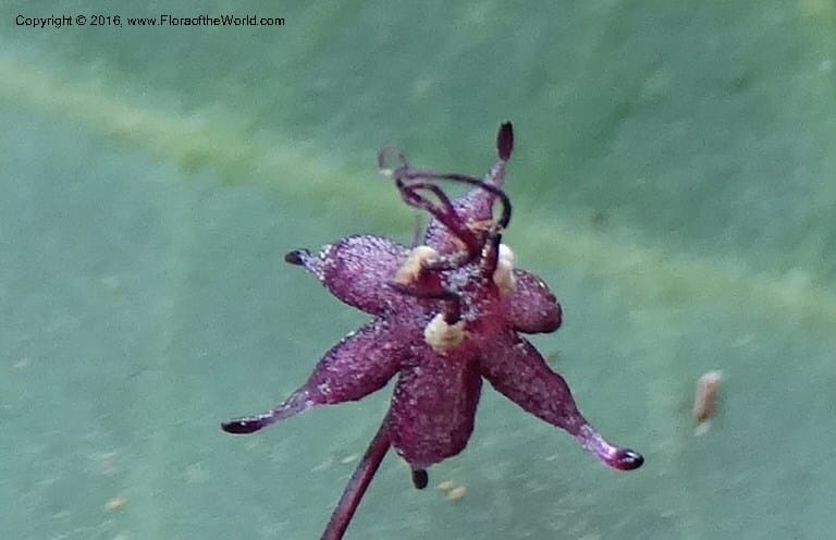 Sciaphila, Davidson, C 12754--Sabah. Hampuan FR. 13 Oct 2014. DSC04689 (162).JPG