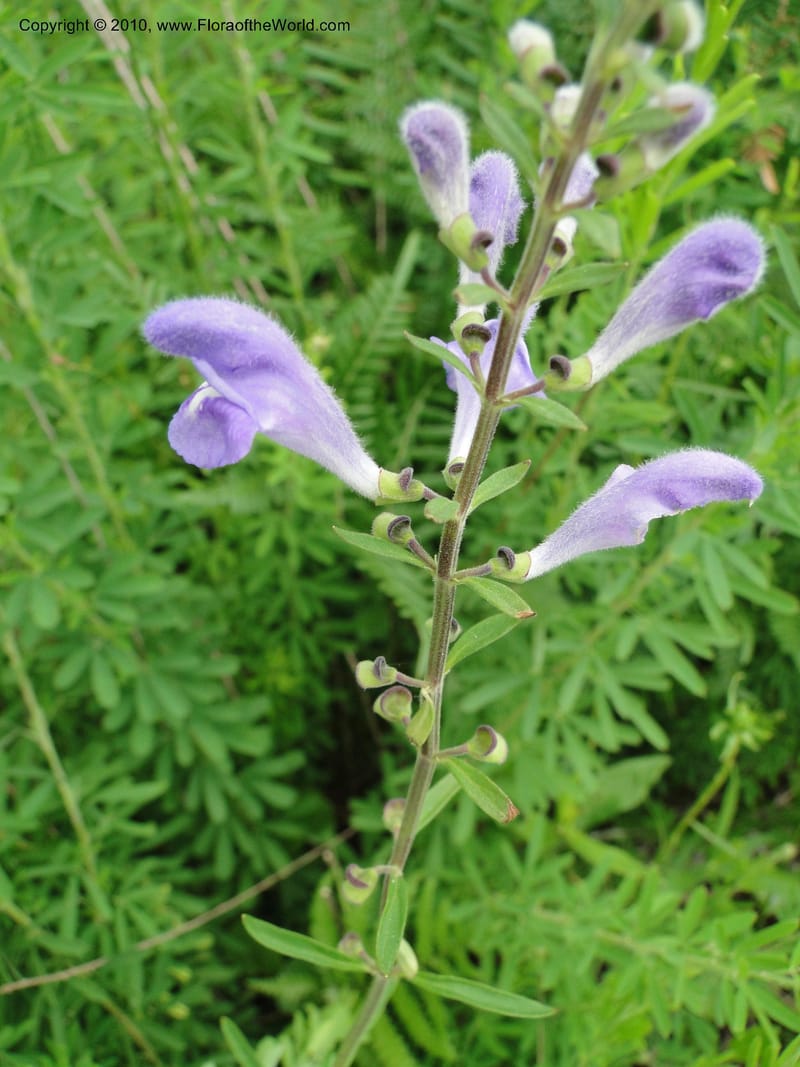 Scutellaria integrifolia, Mori, S 27426, USA, North Carolina, Jones Coun, Catfish Lake Rd 10.5 miles from jct with Hwy 58, E of Maysville, 23 May 2010 (19).JPG