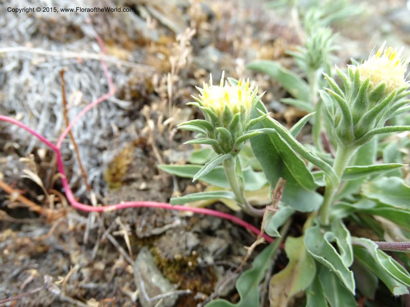 Pyrrocoma, Davidson, C 12630--ID. Idaho Co. Seven Devils Campground. 11 Aug 2014. DSC00412 (23).JPG