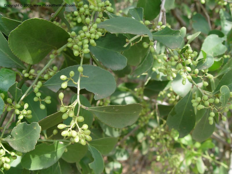 Cordia caffra--So. Africa. KwaZuluNatal. Hluhluwe Game Res. 30 Sep 03. 041.jpg