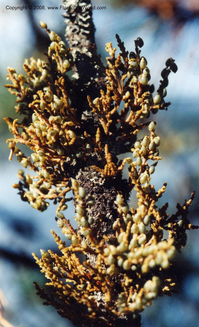 Arceuthobium americanum--ID. Kootenai Co. Couer d'Alene Lake. 25 Sep 00. 004.jpg