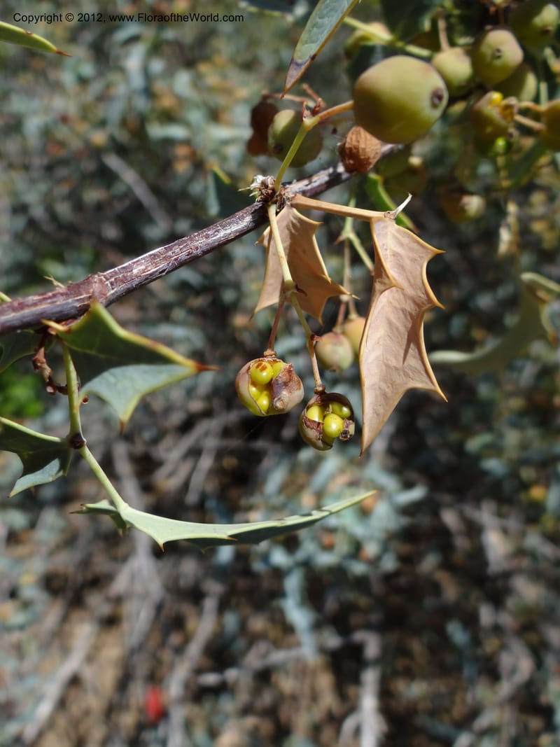 Berberis haematocarpa, Davidson, C 11937--AZ. Yavapai Co. Crown King Rd. 7 May 2012. DSC0894 1 (277).JPG