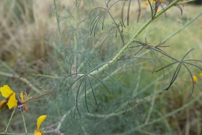 Cleome angustifolia subsp. diandra, L. Nanyeni 1140--Namibia. Avis Dam. 15 Mar 2018. DSC00541 (13).JPG