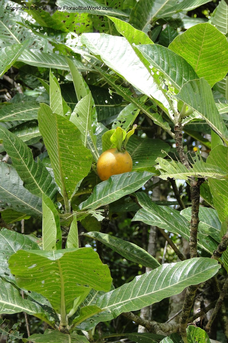Gardenia oudiepe, J. Munzinger 6558--New Caledonia. Tchamba. Grotie Kou. 16 Feb 2011. 186 (1).jpg
