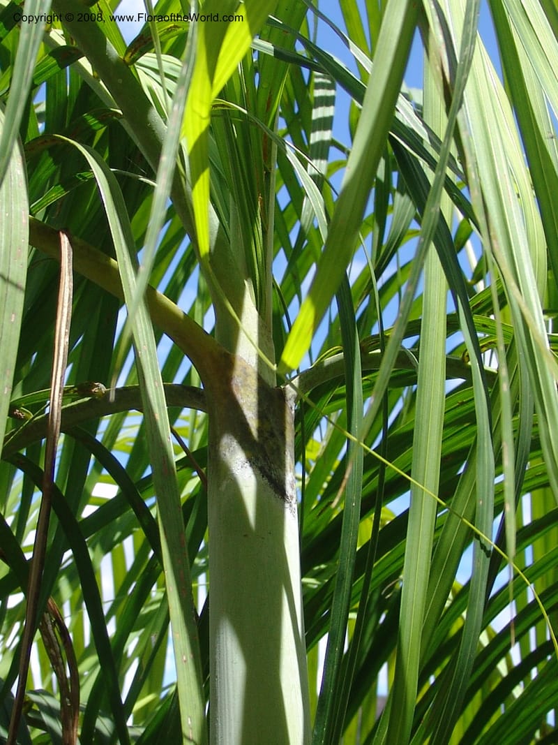 Dypsis, not coll.--Madag. Prov. Fianar. Parc Nat. Isalo. 12 Jan 06. 267.jpg