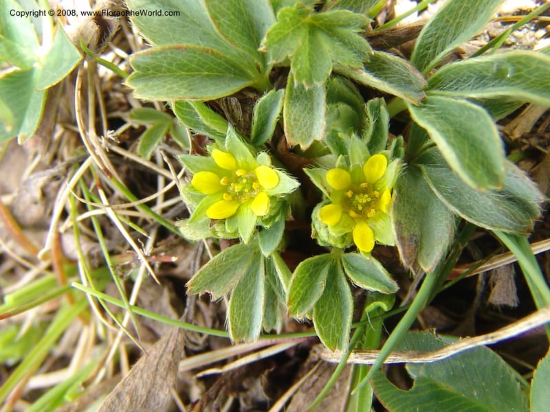 Sibbaldia semiglabra-Georgia. Vic. of Tskhrats'karo Pass. 7 Jun 05. 129.jpg