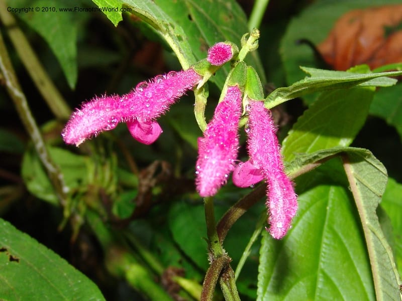 Salvia, Croat 95732--Ecuador. Maquipucuna Biol. Res. Send. Princip. 11 Mar 06. 303 (2).jpg